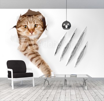 Picture of Funny cat in wallpaper hole with claw scratches isolated